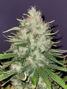 pistil bud maturation