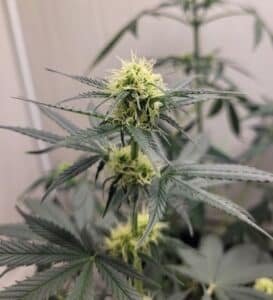 white pistils marijuana
