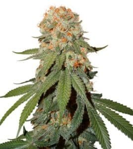 Brown pistil bud