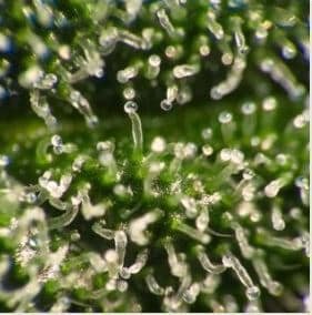 white marijuana trichomes