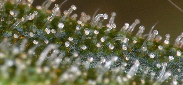 Marijuana trichomes