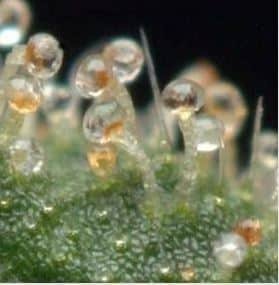 Brown cannabis trichomes