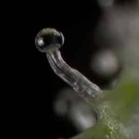 Transparent cannabis trichome