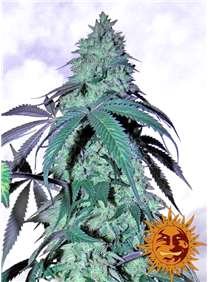 Blue Gelato barneys farm