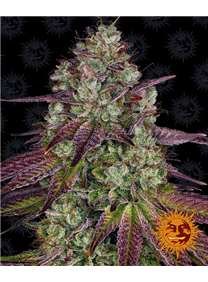 Mimosa evo Barneys farm