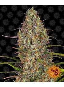 Glue Gelato Auto - Barneys Farm
