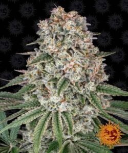 Tropicanna Banana Barneys farm Seeds