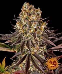 Gelato 45 barneys farm