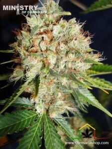 Big bud xxl Ministry of cannabis