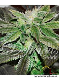 Sugar Candy Delicious seeds