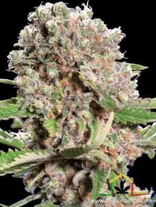 Mendocino Skunk Medical Seeds