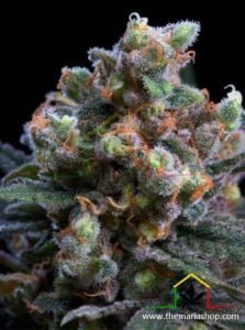 Kritikal Bilbo genehtik seeds