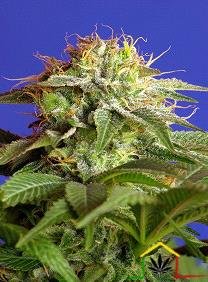 Green Poison Sweet seeds