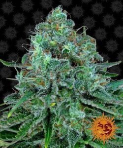 Critical Kush de Barney's Farm - Best strains for balcony