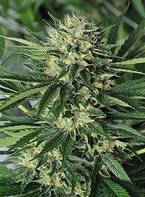 Dr. Greenthumb's Em Do de humboldt seeds