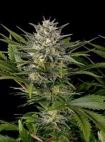 Pineapple Skunk Humboldt Seeds