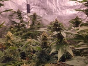 indoor growing large buds