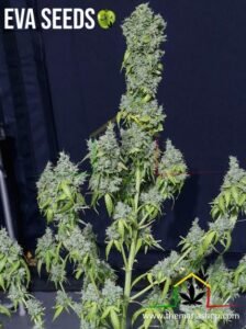 Magic Tree Auto