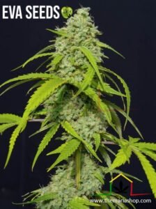 Orange Kush Auto de Eva Seeds