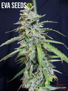 Super Watermelon Auto de Eva Seeds - Nuevas variedades Eva Seeds