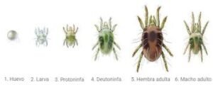 Évolution de l'araignée rouge