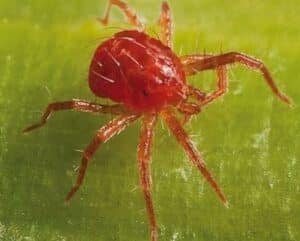 araignée rouge en cannabis