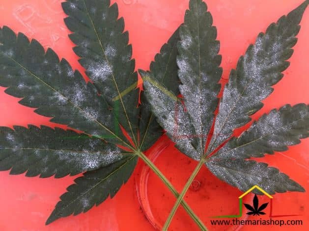 feuilles cannabis avec Oidium