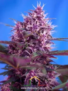 red poison auto sweet seeds