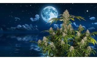 Calendario Lunar cannábico 2022 / 2023