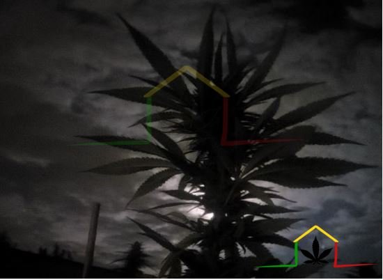 Cogollo luna llena