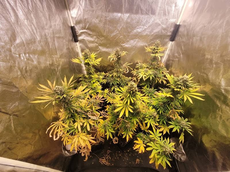 end of flowering