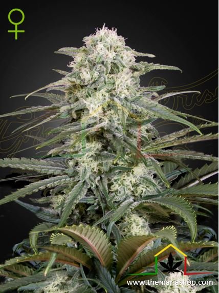 Kalashnikova Auto de Green House Seeds. Autofloraison les plus rapides