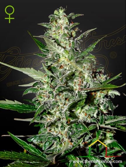 Super Critical Auto de Green House Seeds. Autofloraison rapides