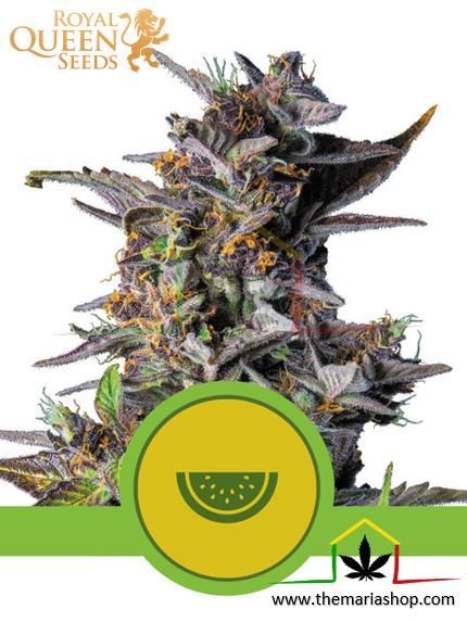 Watermelon de Royal Queen Seeds. Autofloraison rapides