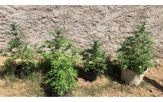Cultivo de semillas autoflorecientes