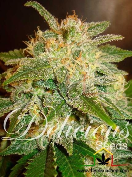 La Bella Afrodita de Delicious Seeds. Autofloraison plus rapides