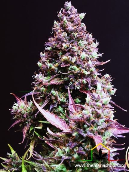 Cream Caramel Auto de Sweet Seeds. Autofloraison les rapides