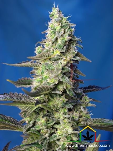 Green Poison Xl auto de Sweet Seeds. Autofloraison rapides