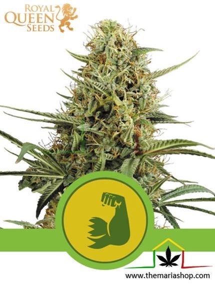 Hulkberry Auto de Royal Queen Seeds. Autofloraison plus rapides