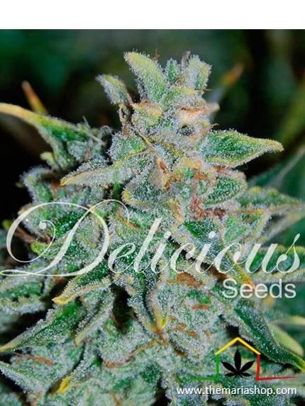 Northern Light Blue Auto de Delicious Seeds. Autofloraison rapides