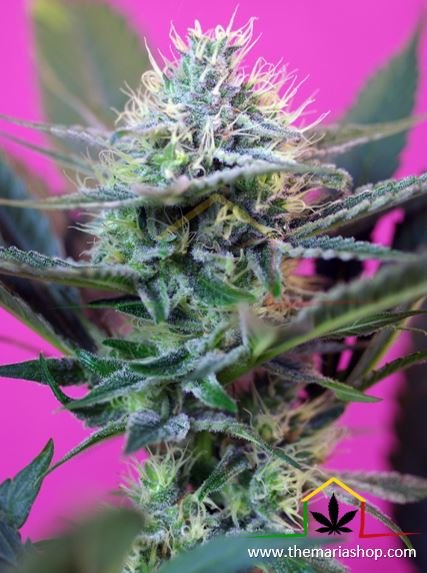 + Speed Auto de Sweet Seeds. Autofloraison les plus rapides