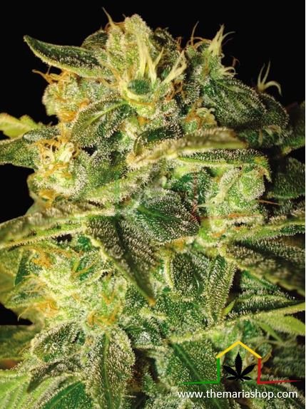 Sugar Mango Ryder. Autofloraison rapide