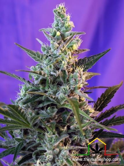 Sweet Skunk Auto de Sweet Seeds. Autofloraison rapides