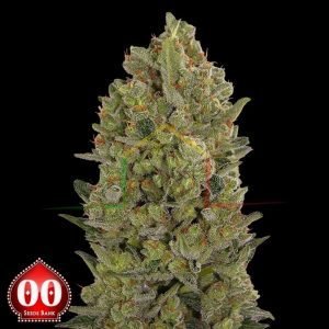 00 Cheese - 00 Seeds