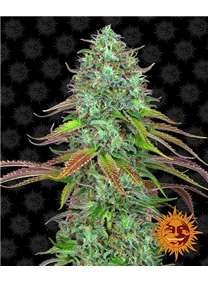 LSD Auto de Barney's Farm - Mejores variedades para balcón y productiva