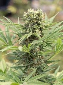 Venta de Dedoverde Haze de Humboldt Seeds, semillas de marihuana feminizadas que puedes comprar en nuestro grow shop online.