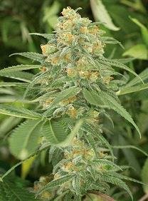 Venta de Green Crack de Humboldt Seeds, semillas de marihuana feminizadas que puedes comprar en nuestro grow shop online.