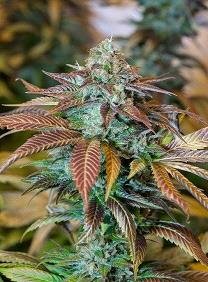 Venta de Lemon Kush Headband de Humboldt Seeds, semillas de marihuana feminizadas que puedes comprar en nuestro grow shop online.