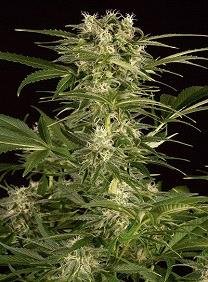 Venta de Lemon Juice Express Auto de humboldt seeds, semillas de marihuana autoflorecientes que puedes comprar en nuestro grow shop online.