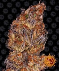 Semillas de marihuana Runtz Auto de Barney's Farm que podrás comprar en Themariashop.